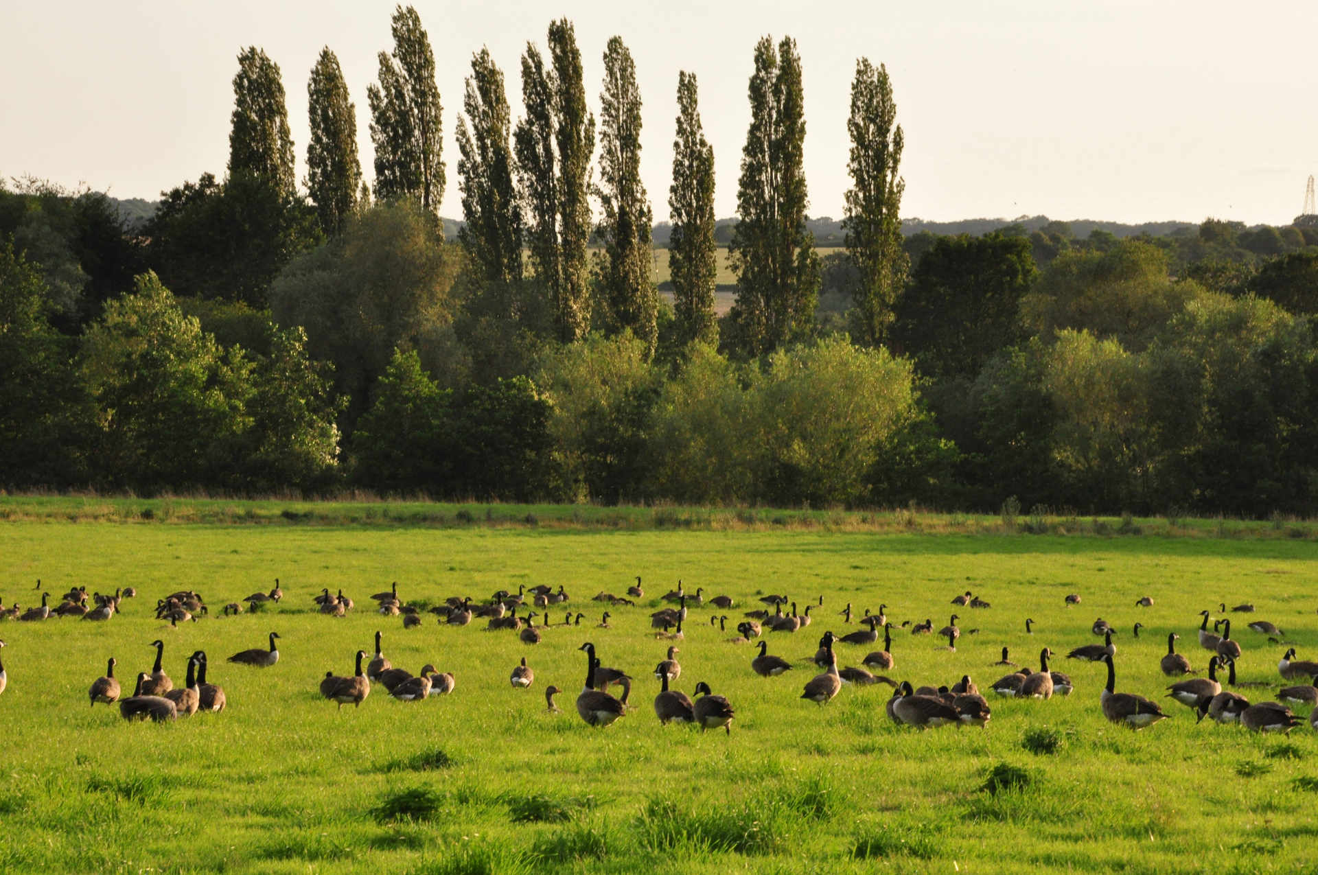 The Odell Road field with Canada geese grazing